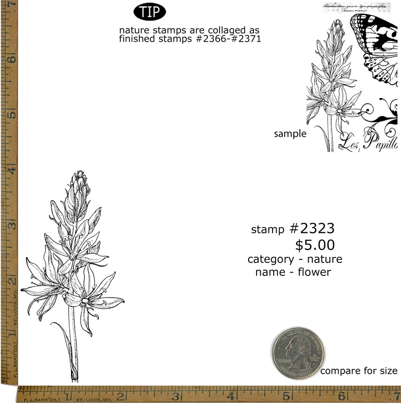 #2323 - Flower - Nature